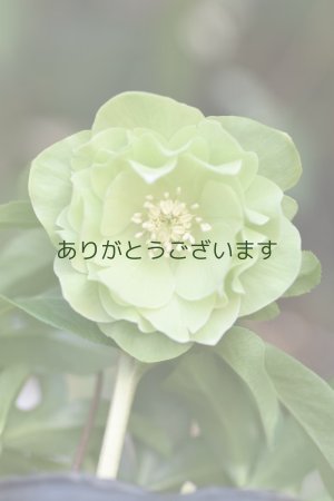 画像1: DDグリーンホワイトリップ　「一茶」　３本立ち・花ツボミ７個　　No/25069