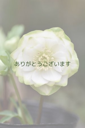 画像1: DDホワイトグリーンリップ　「利休」　※2本立ち花茎４本・花ツボミ計9個♡　　No/25075