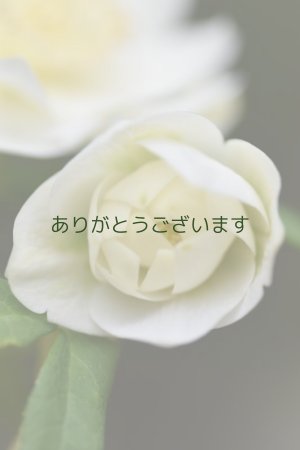 画像4: DDホワイトゴールド・プチプラチナ爪リップ　「プラチナリップ」　３本立ち　　No/25093