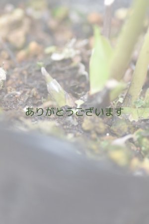 画像9: DDホワイトグリーンリップ　「利休」　　No/25102　※送料無料