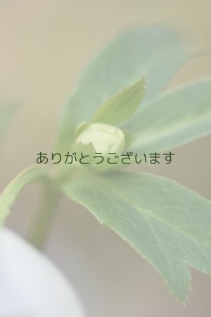 画像8: DDホワイトグリーンリップ　「利休」　　No/25102　※送料無料