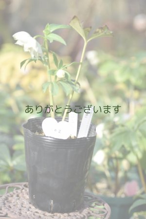 画像11: DDホワイトグリーンリップ　「利休」　　No/25102　※送料無料