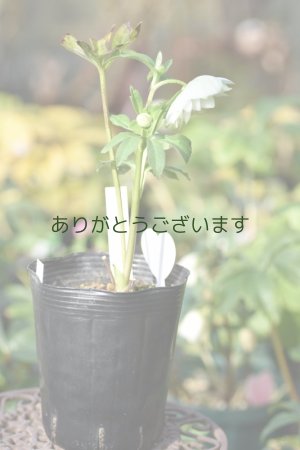 画像10: DDホワイトグリーンリップ　「利休」　　No/25102　※送料無料