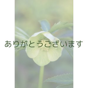 画像: 芳香原種　リグリクス　丸弁　No/F1