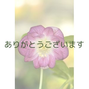 画像: DDレッドベイン底白　　　No/S025