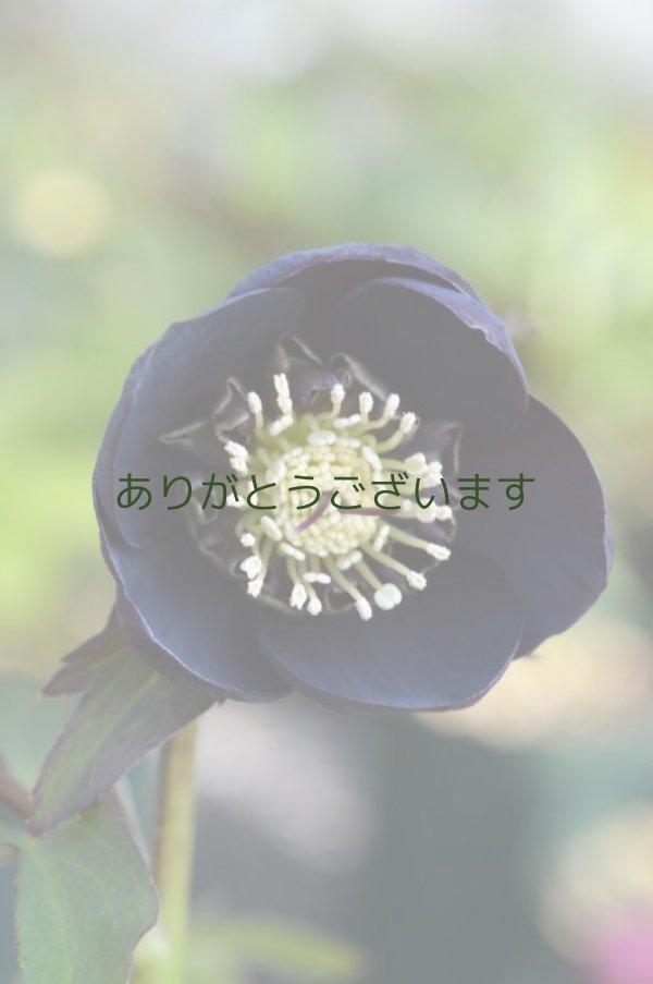 画像3:  SDブラック　カップ・アネモネ咲き　　No/1804