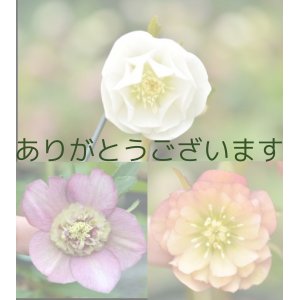 画像: ※ご来訪100000突破　感謝　SALE♪　開花株３セット　(2)