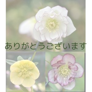 画像: ※ご来訪100000突破　感謝　SALE♪　開花株３セット　(3)  LAST ITEM