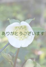 画像:  SDホワイト　アネモネ咲き　　No/1901　