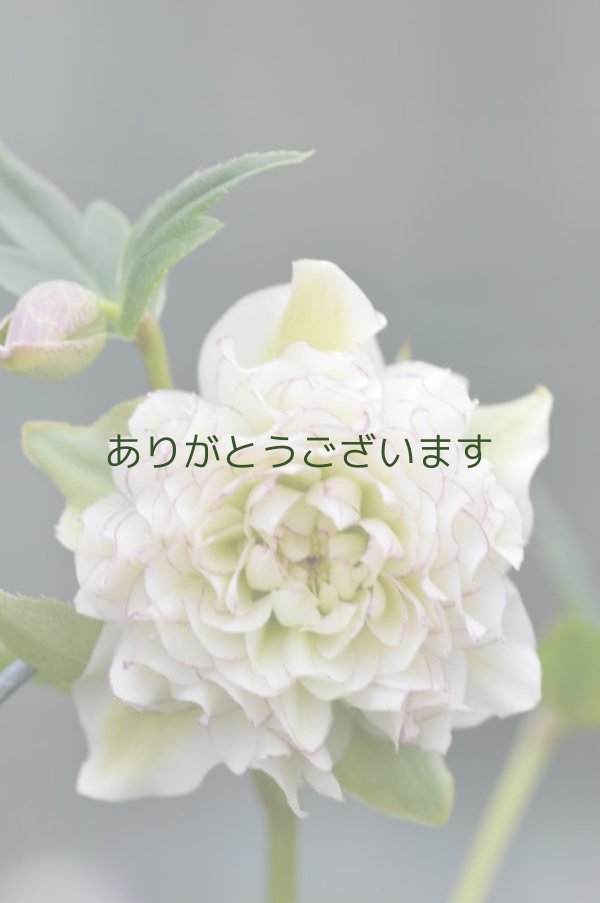 Ddホワイト 多弁咲き No 02 花工房 Mi Flowers