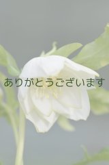 画像: DDホワイトグリーンリップ【脇芽の確認ができない】　　No/2121