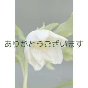 画像: DDホワイトグリーンリップ【脇芽の確認ができない】　　No/2121