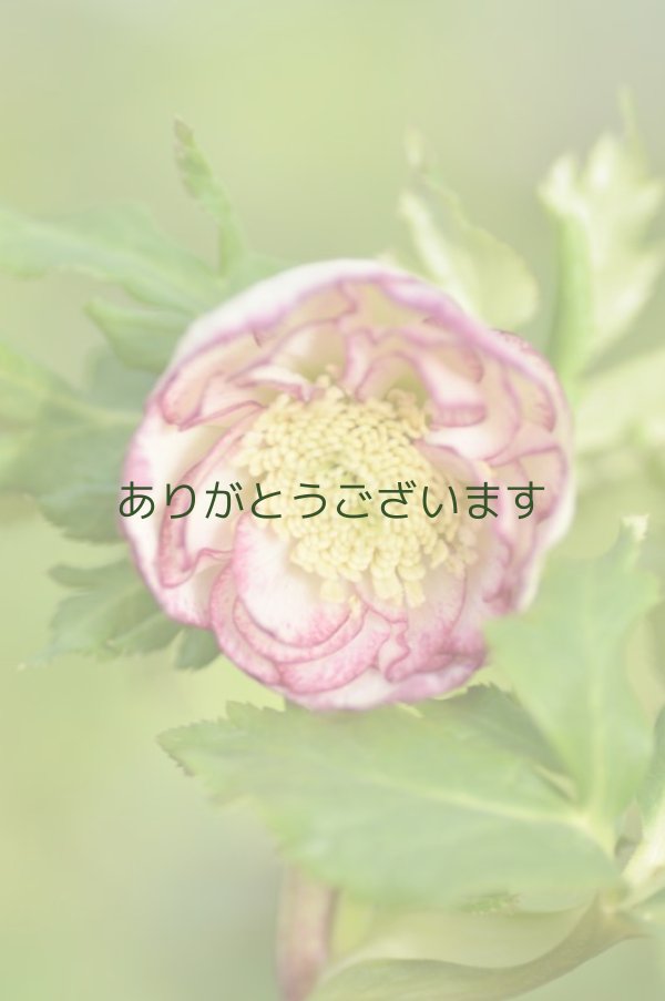 画像2: DDホワイトピコティ　丸弁カップ咲き　　　No/2131