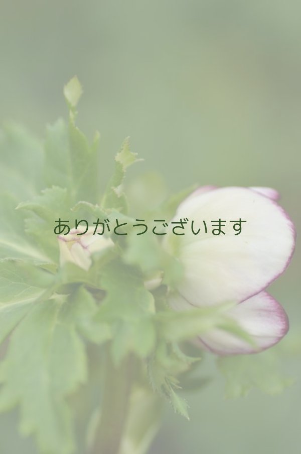 画像4: DDホワイトピコティ　丸弁カップ咲き　　　No/2131