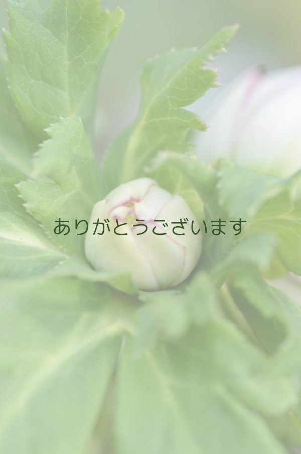 画像5: DDホワイトピコティ　丸弁カップ咲き　　　No/2131