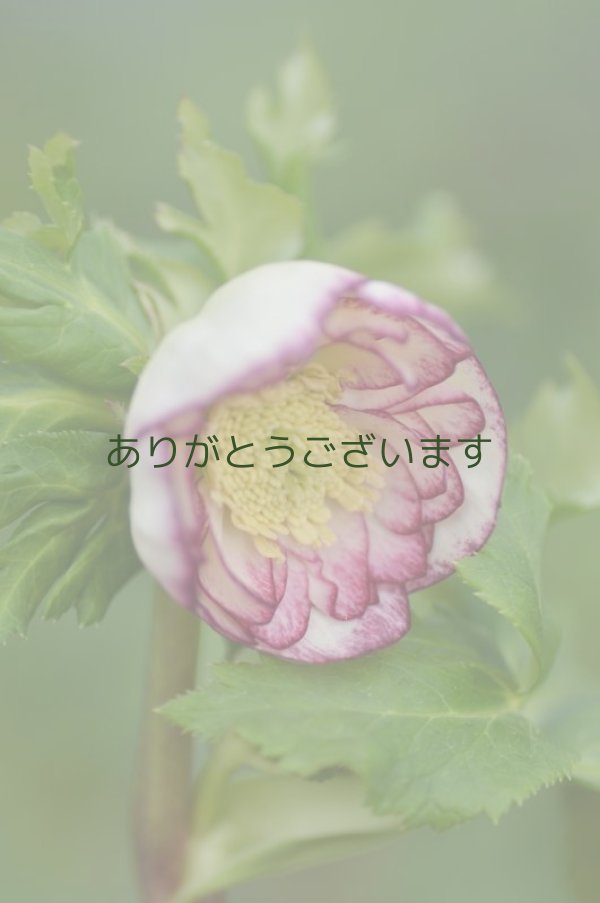 画像3: DDホワイトピコティ　丸弁カップ咲き　　　No/2131