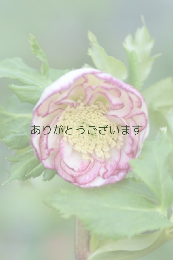 画像1: DDホワイトピコティ　丸弁カップ咲き　　　No/2131