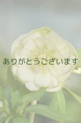 画像: DDホワイトグリーンリップ　【脇芽の確認ができません】　　No/2139