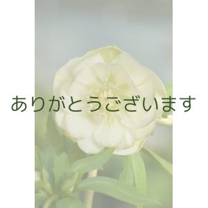 画像: DDホワイトグリーンリップ　【脇芽の確認ができません】　　No/2139