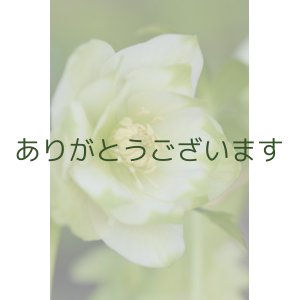 画像: DDホワイトグリーンリップ　利休　No/2118　【脇芽の確認ができません】