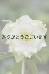 画像: DDホワイトグリーンリップ 利休　【小さな傷みあり、脇芽の確認ができません】　　No/2163