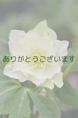 画像: DDホワイトグリーンリップ 　【脇芽の確認ができません】　　No/2162