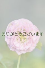 画像: DDピンク　超多弁　【植替え不要】　　No/21004