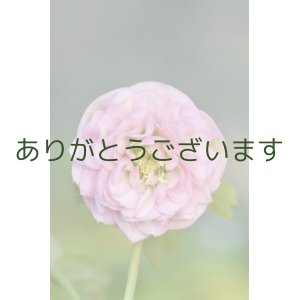 画像: DDピンク　超多弁　【植替え不要】　　No/21004