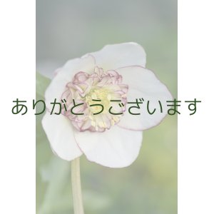 画像: LSDホワイト糸ピコティ　リッチネクタリー　No/21005　【植替え不要】