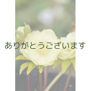 画像: DDイエローゴールド　花茎４本立ち　No/2250