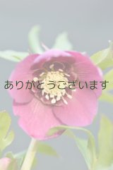 画像: SD濃ピンクゴールドエッジネクタリー　花茎4本立ち　　No/22004　　