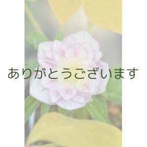 画像: 　DDホワイトピンクぼかしベインゴールド　【一番花しべ落ちしました】　No/2280