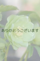 画像: DDグリーンホワイトエッヂ「一茶」　原種ハイブリット　　　No/2285