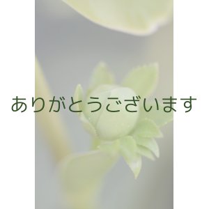 画像: DDグリーンホワイトエッヂ「一茶」【訳あり】　原種ハイブリット　　　No/2279