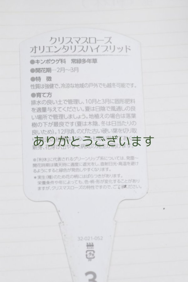 画像5: 利休さん咲くかも？苗　007　※送料無料