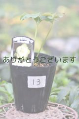 画像: 利休さん咲くかも？苗　013　※送料無料