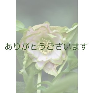 画像: DDピンクグリーンリップ　桜利休　No/2306　【訳あり・傷み・しべが落ちかけております】