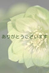 画像: 　DDホワイトグリーンリップ　利休　　No/2320　【3番花・花茎3本】