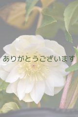 画像: DDホワイトゴールド　No/2323　【２・3番花】