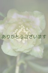 画像: DDピンク濃太グリーンリップ　鶯(うぐいす)利休・桜　　No/2381