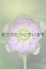 画像: DDピンクグリーンリップ　桜利休　　No/23104　【多花・小さな傷があります】