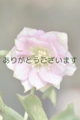 画像: DDピンクグリーンリップ　桜利休かすり　　No/23119　【２番花・訳あり】