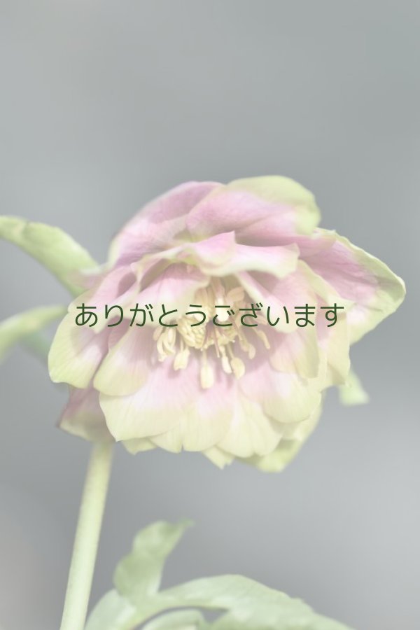 DD濃いピンクグリーンリップ 桜利休 No/23105 【2番花】 - 花 DD濃いピンクグリーンリップ 桜利休 No/23105 【2番花】 - 花