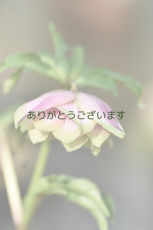 DD濃いピンクグリーンリップ 桜利休 No/23105 【2番花】 - 花 DD濃いピンクグリーンリップ 桜利休 No/23105 【2番花】 - 花