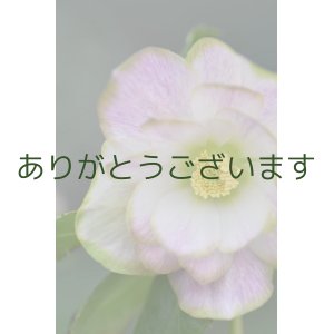 画像: DDホワイトグリーンリップ　桜利休かすり　【花弁・葉に傷みがあります】　No/24011