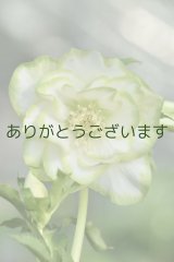 画像: DDホワイトグリーンリップ　「利休」　【花弁に傷みあり・脇芽がびみょうです】　No/24024