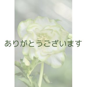 画像: DDホワイトグリーンリップ　「利休」　【花弁に傷みあり・脇芽がびみょうです】　No/24024