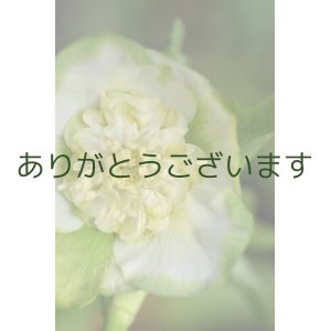 画像: SDホワイトグリーンリップ　利休　【花茎に傷みあり】　No/24023