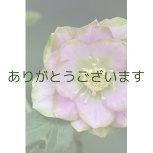 画像: DDピンクグリーンリップ　桜利休　【花茎・葉に傷みあり】　No/24030