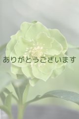 画像: DDグリーンホワイトエッジ　原種交配　「一茶」【花弁裏に傷みあり】　　No/24039